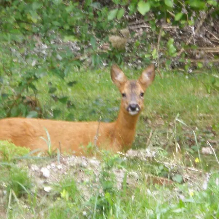 La Caronnière Couette-café Fort-Mahon-Plage