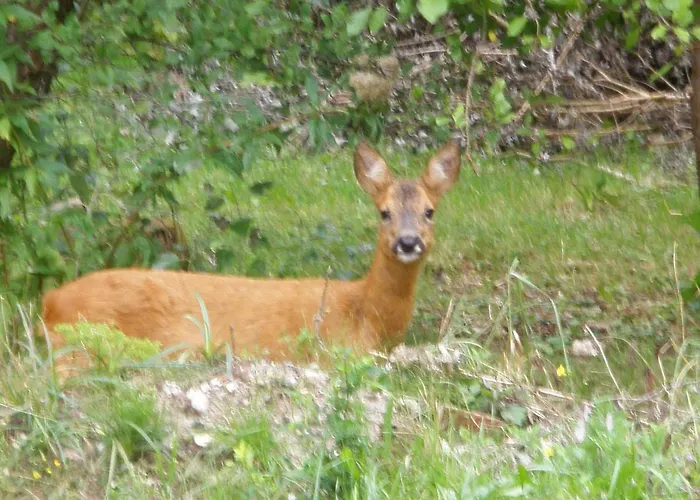 La Caronnière Couette-café Fort-Mahon-Plage